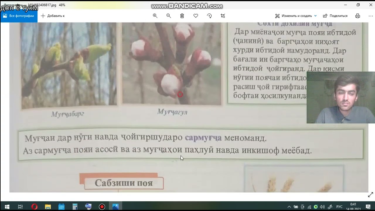 навда, муғча ва барг