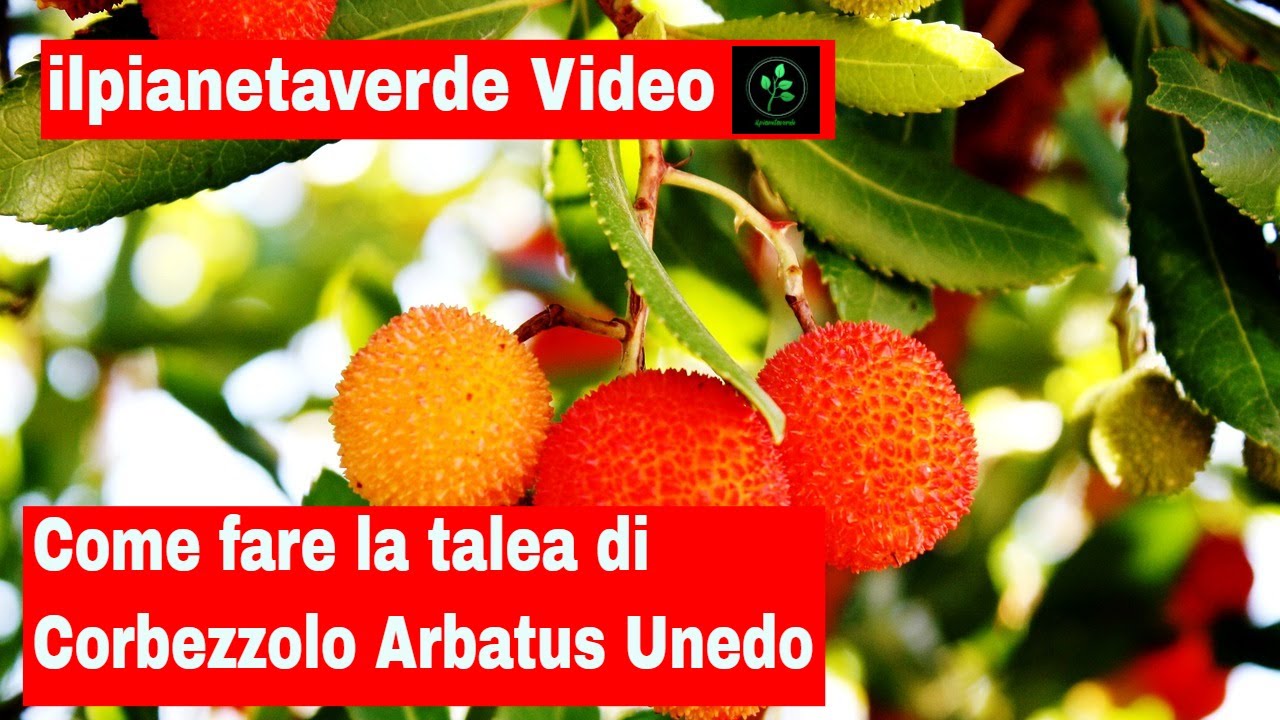 Come fare la talea di corbezzolo ( Arbatus Unedo )