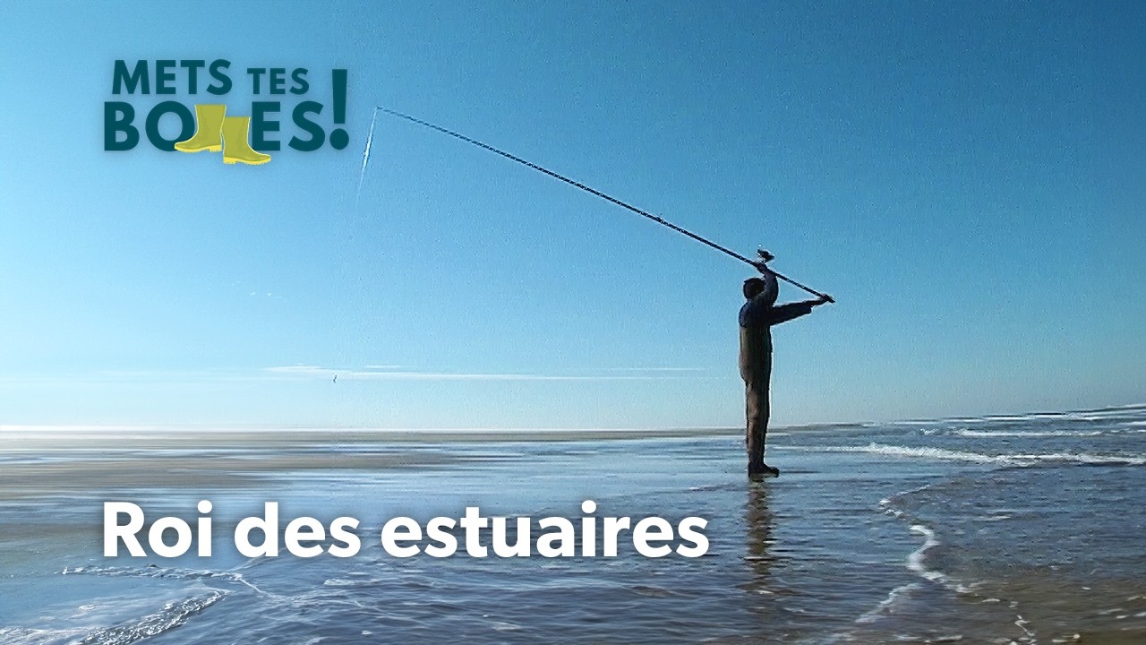 Pêche du maigre : Le géant argenté des côtes Atlantiques