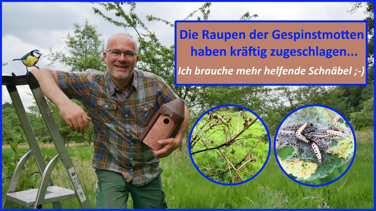 Streuobstwiese in Gefahr, die Raupen der Gespinstmotten nehmen überhand