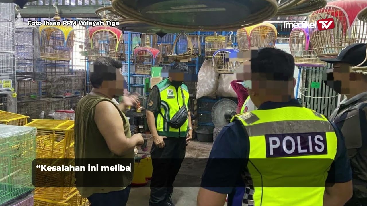 21 BURUNG MURAI BATU DIRAMPAS DALAM OP INTER AGENSI PPM WILAYAH TIGA | Imedikel TV