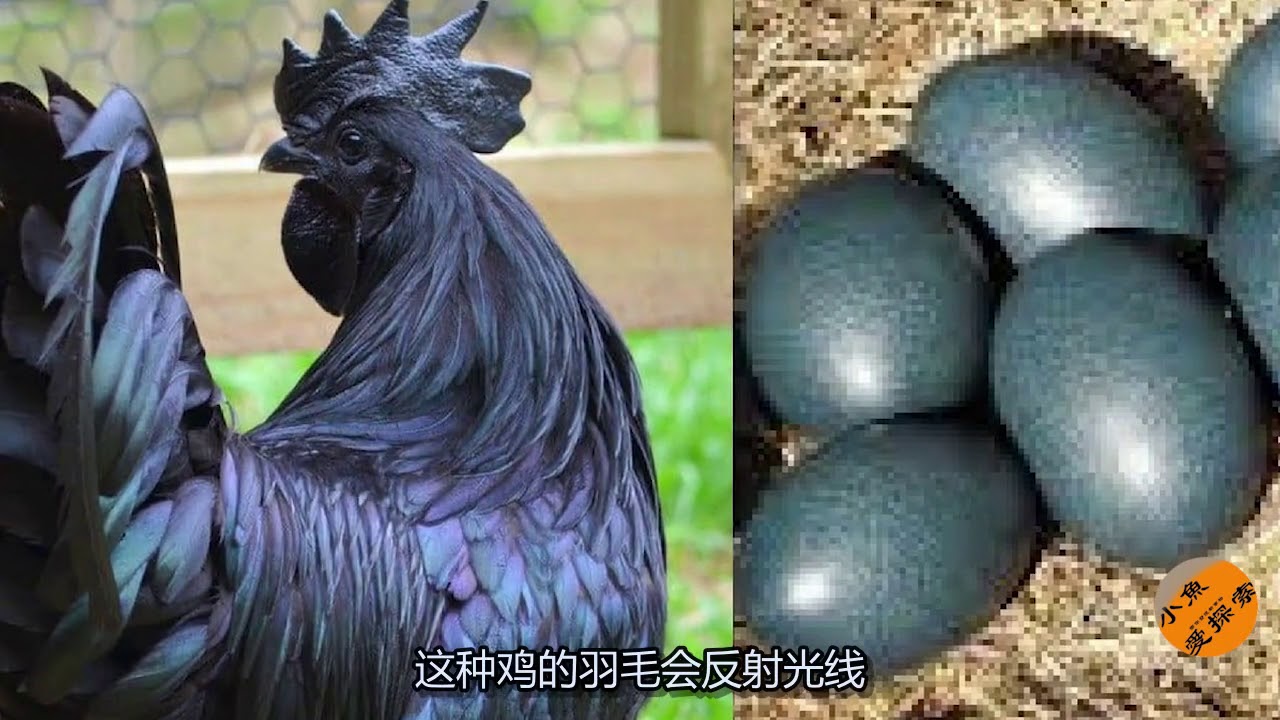 这种鸡黑到了骨子里，堪称鸡中的兰博基尼，天黑之前还要抓起来