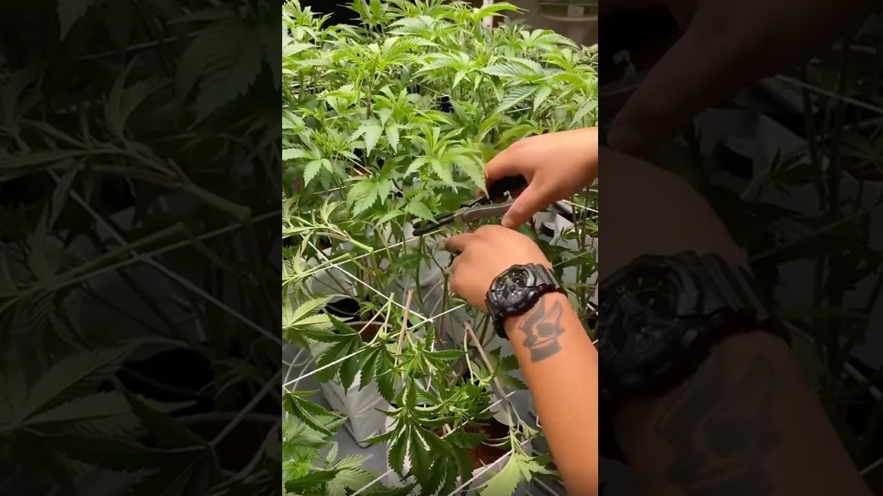 Day 26 Veg &bull; MasterClass Via @divergent_flowers 💚🔌⁠