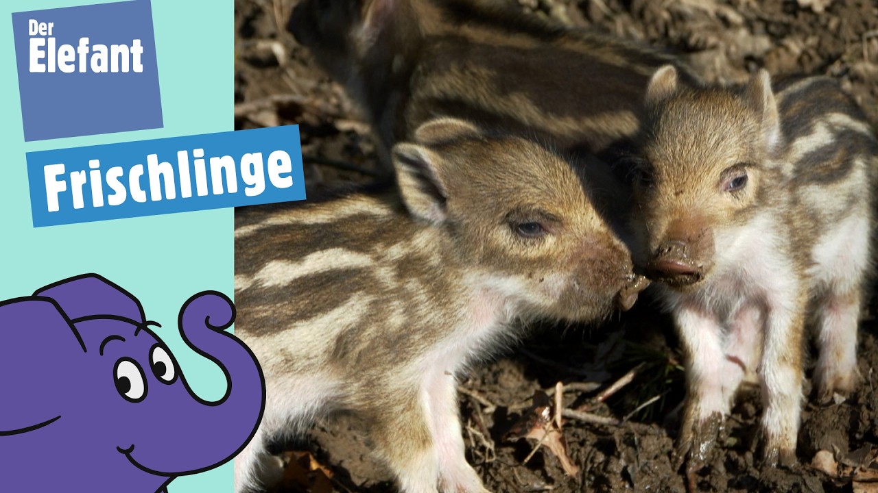 Wie leben Wildschwein-Babys? | Der Elefant | WDR