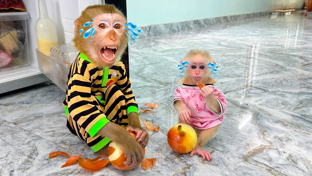 Monkey Kaka and Monkey Mit cry when eating onions