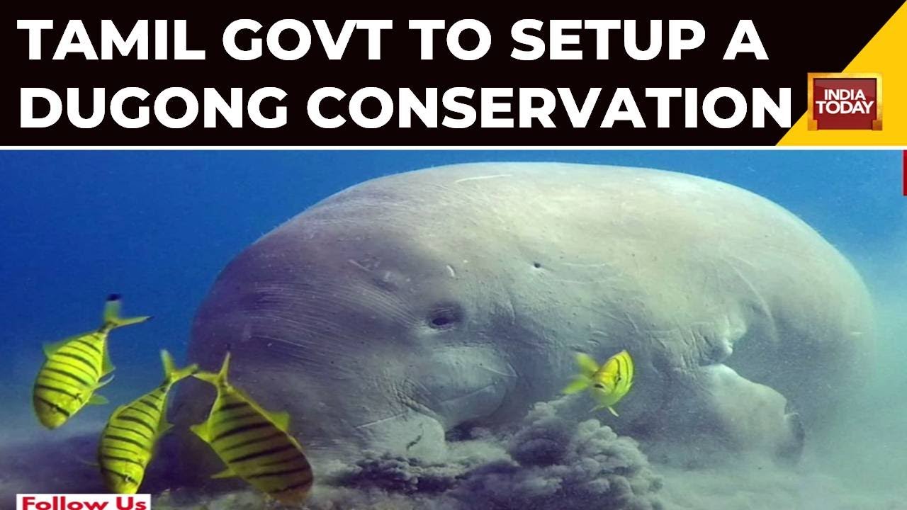 Watch | Jeykandhan From Ramanathapuram Rescuing An Endangered Dugong Calf  Washed Ashore