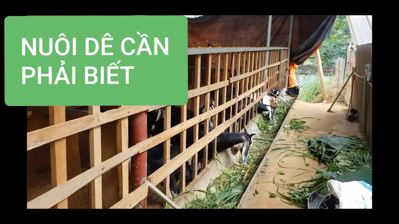 Nuôi dê cần phải biết. kỹ thuật nuôi dê nhốt chuồng/TNV Vũ.