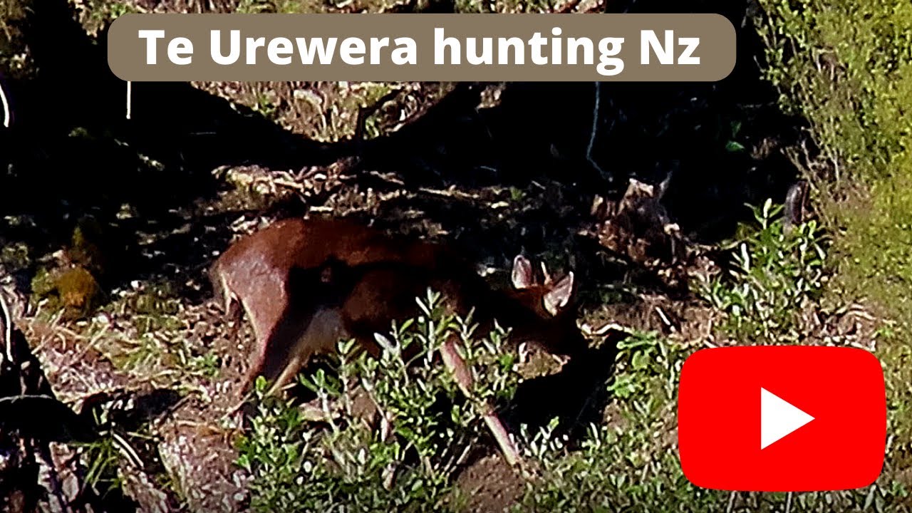 Te Urewera hunting Nz