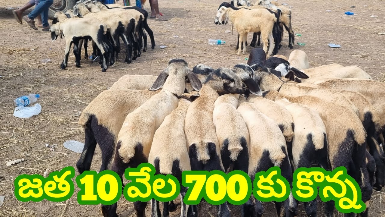 5,6 నెలల పొట్టేలు పిల్లల ధరలు గూడూరు గొర్రెల మార్కెట్ 25 10 2024 Gudur sheep market Today #farming