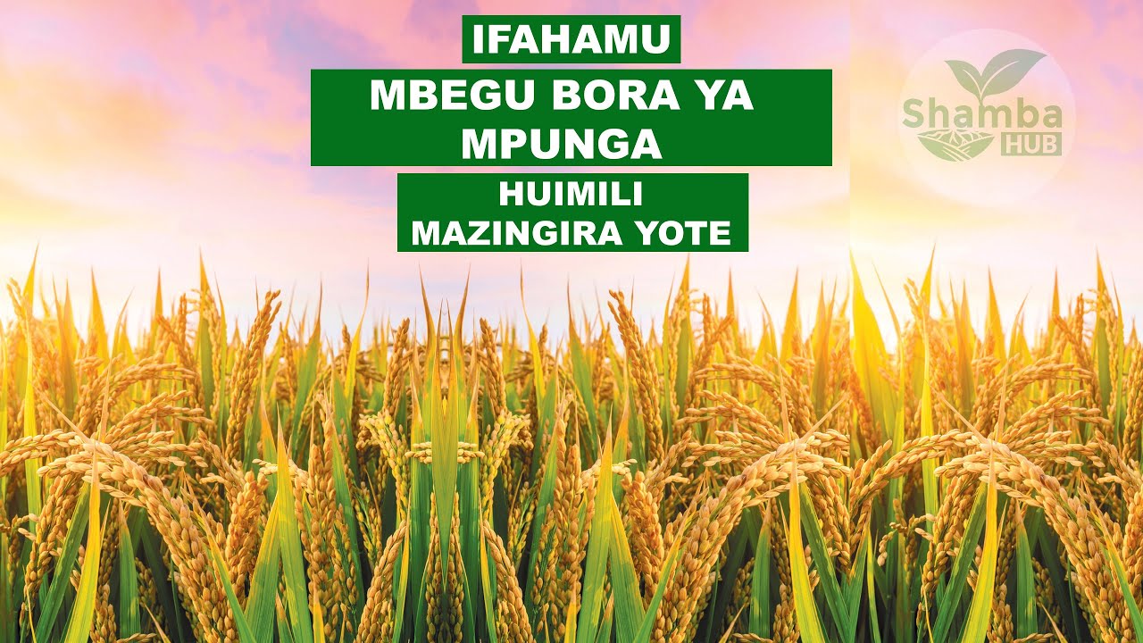IFAHAMU MBEGU BORA YA MPUNGA  II  MKOMBOZI KWA MKULIMA NA BIASHARA