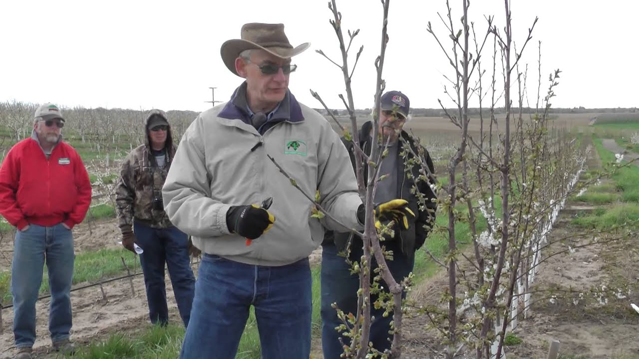 Growing & pruning Super Slender Axe (SSA) cherry trees on Gisela rootstock