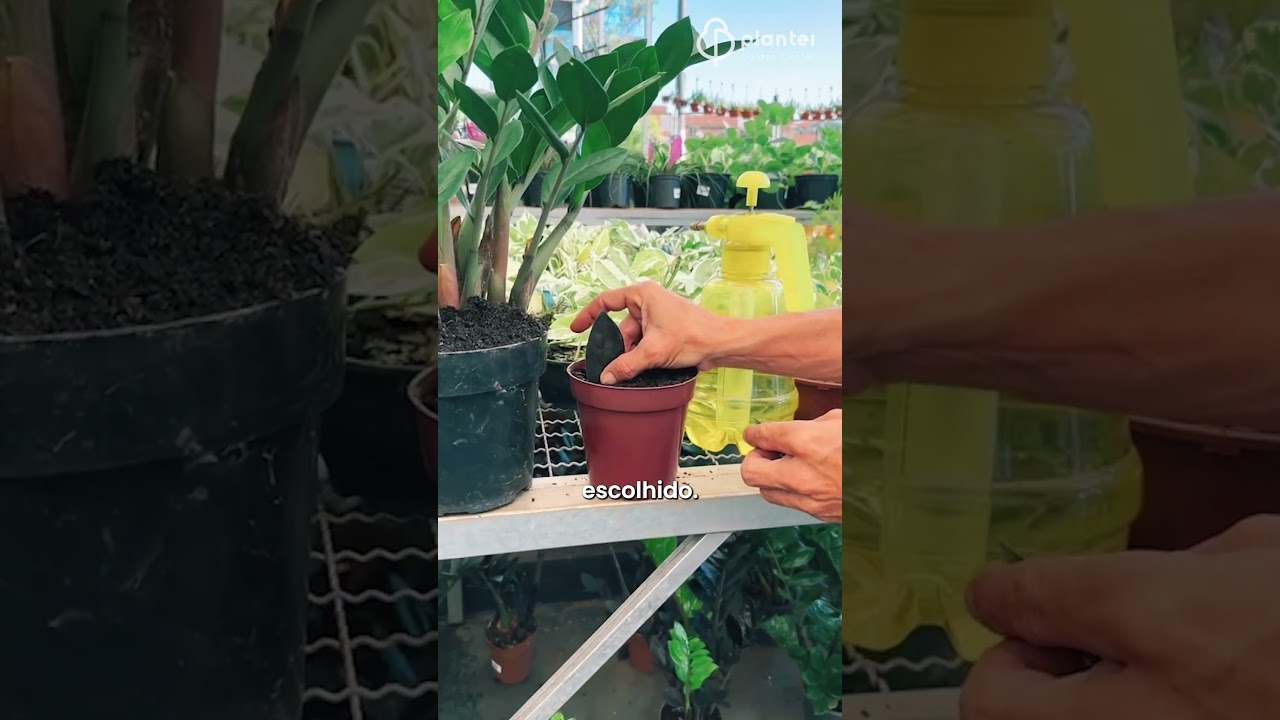 Aprenda a fazer mudas de Zamioculca. | Plantei Garden Center