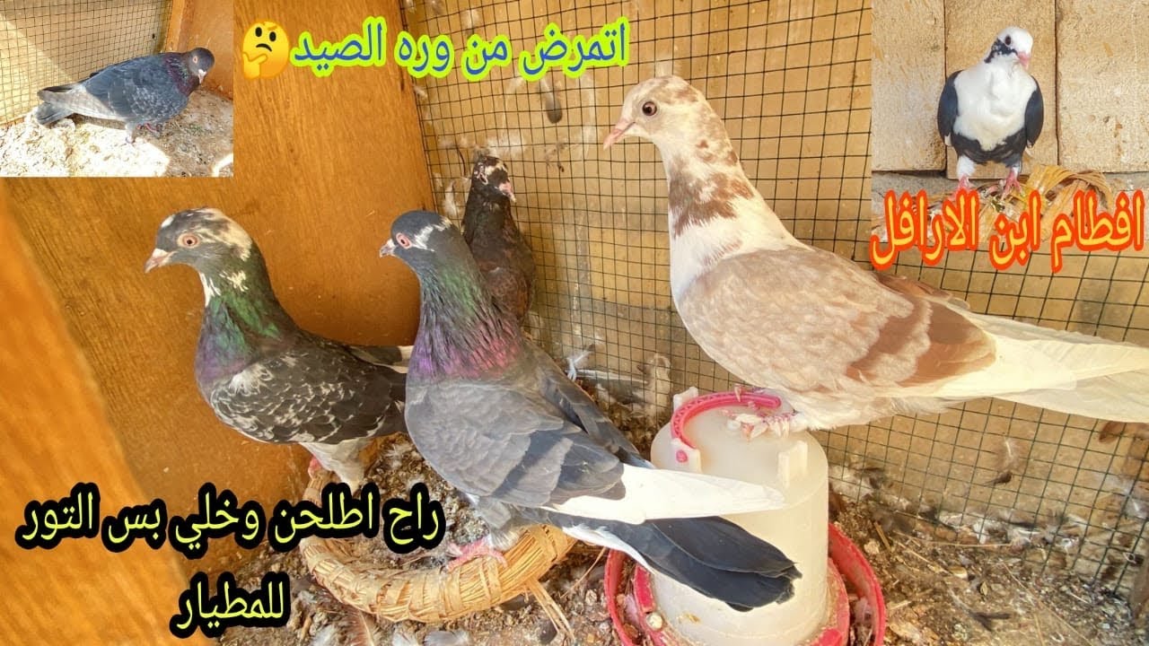 اليوم افطام كلش حلو ارافل بسود😍صفيت برج القائد وطلعت من طيور🤔او مطيار اليوم بالهوه والشرجيه😃
