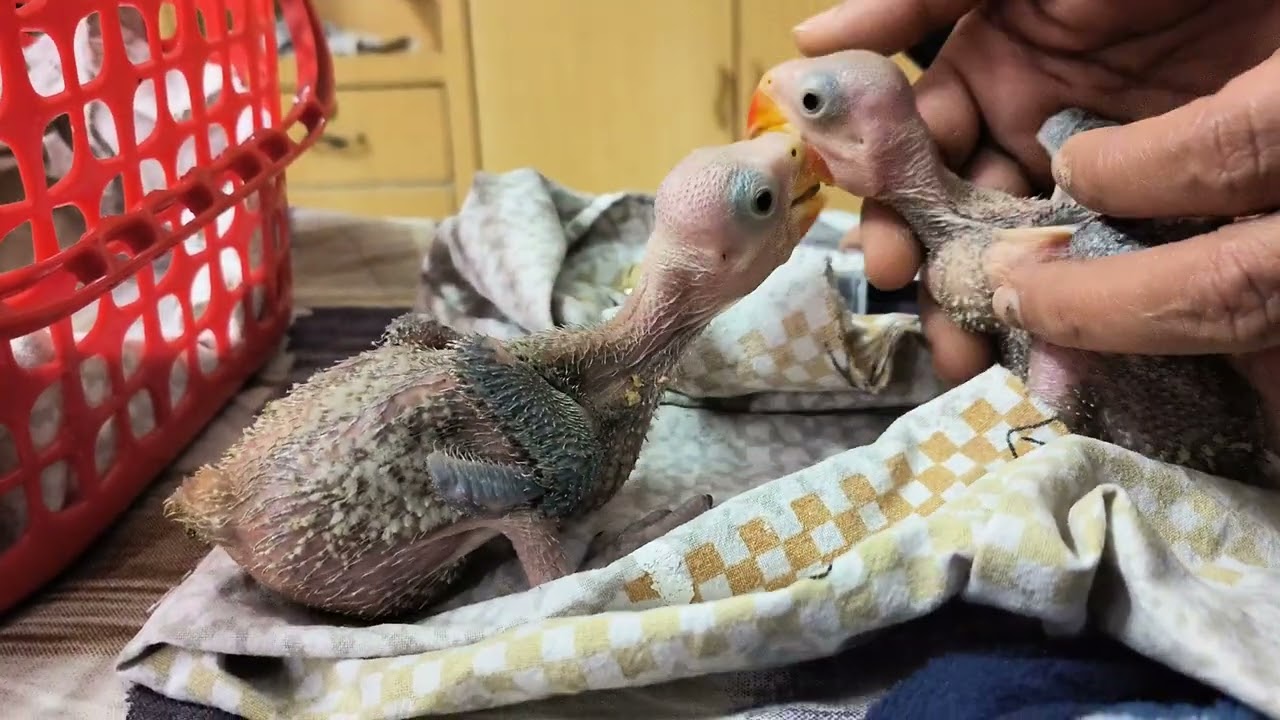 Indian Ringneck Babies Are EASY To Raise
