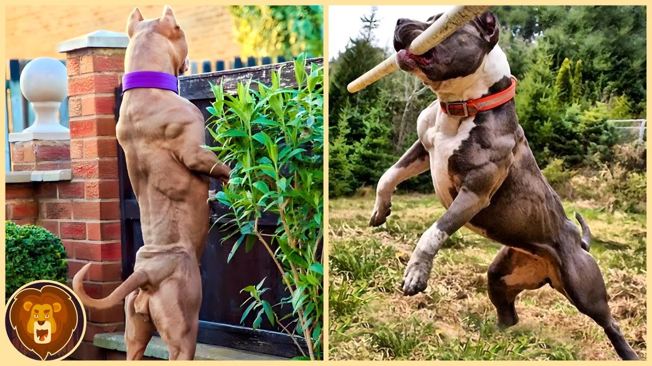 Diese 10 Wachhunde Sind Die St&auml;rksten Der Welt