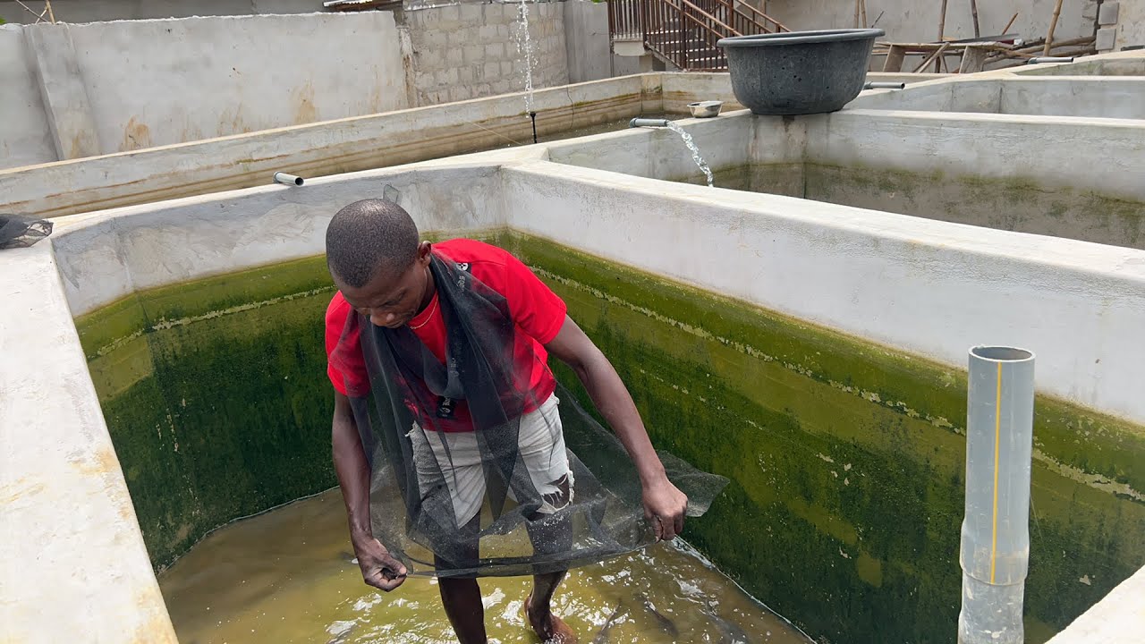 Fish Farm Dairy