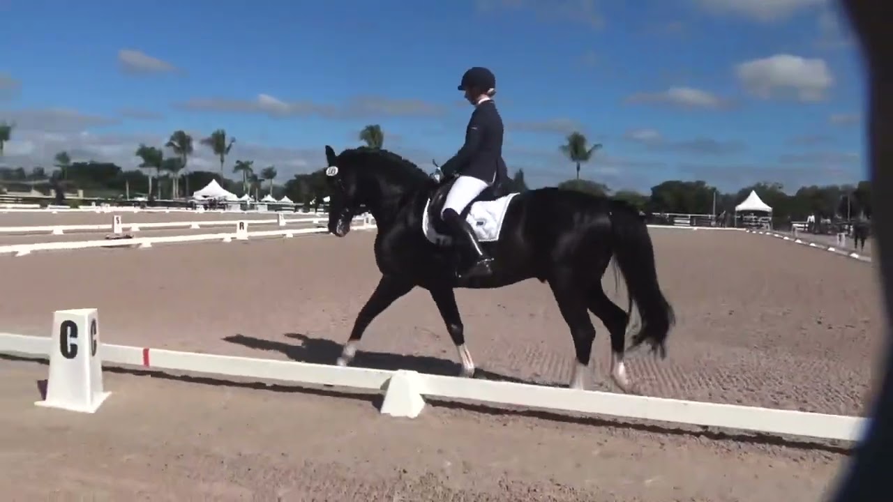 Stallion: Gorgeous Latino with Sabine Schut-Kery
