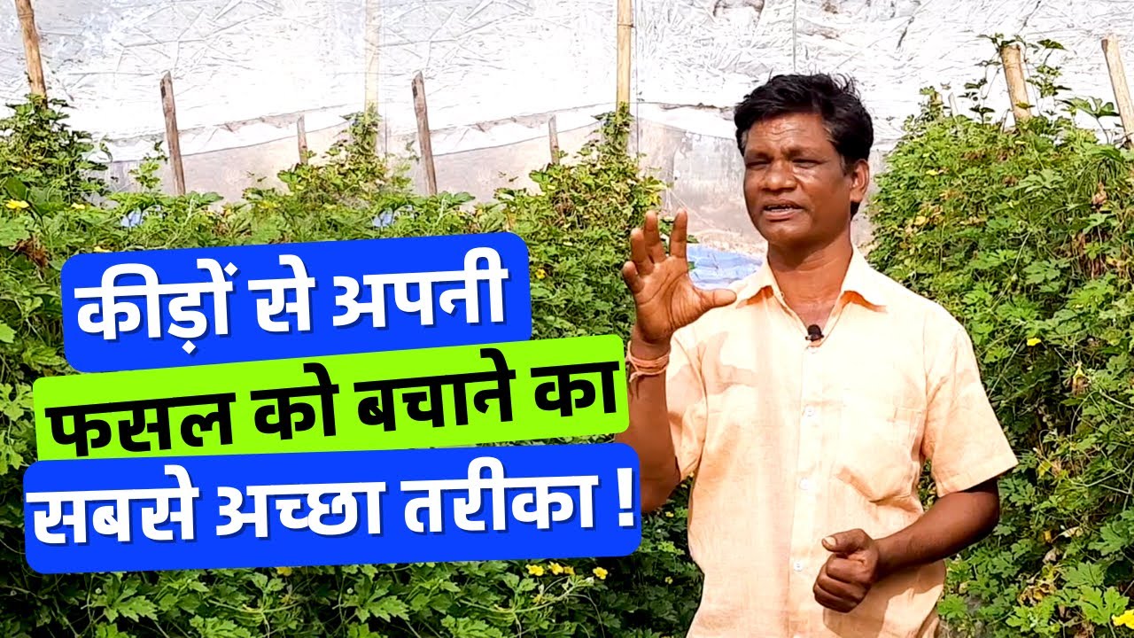 Best Way To Protect Your Crops From Insects, कीड़ों से अपनी फसल को बचाने का सबसे अच्छा तरीका