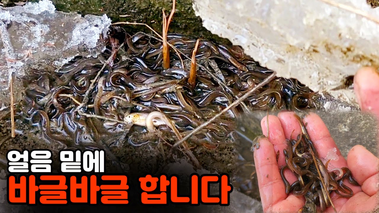 농수로 얼음 밑에 아주 바글바글 합니다