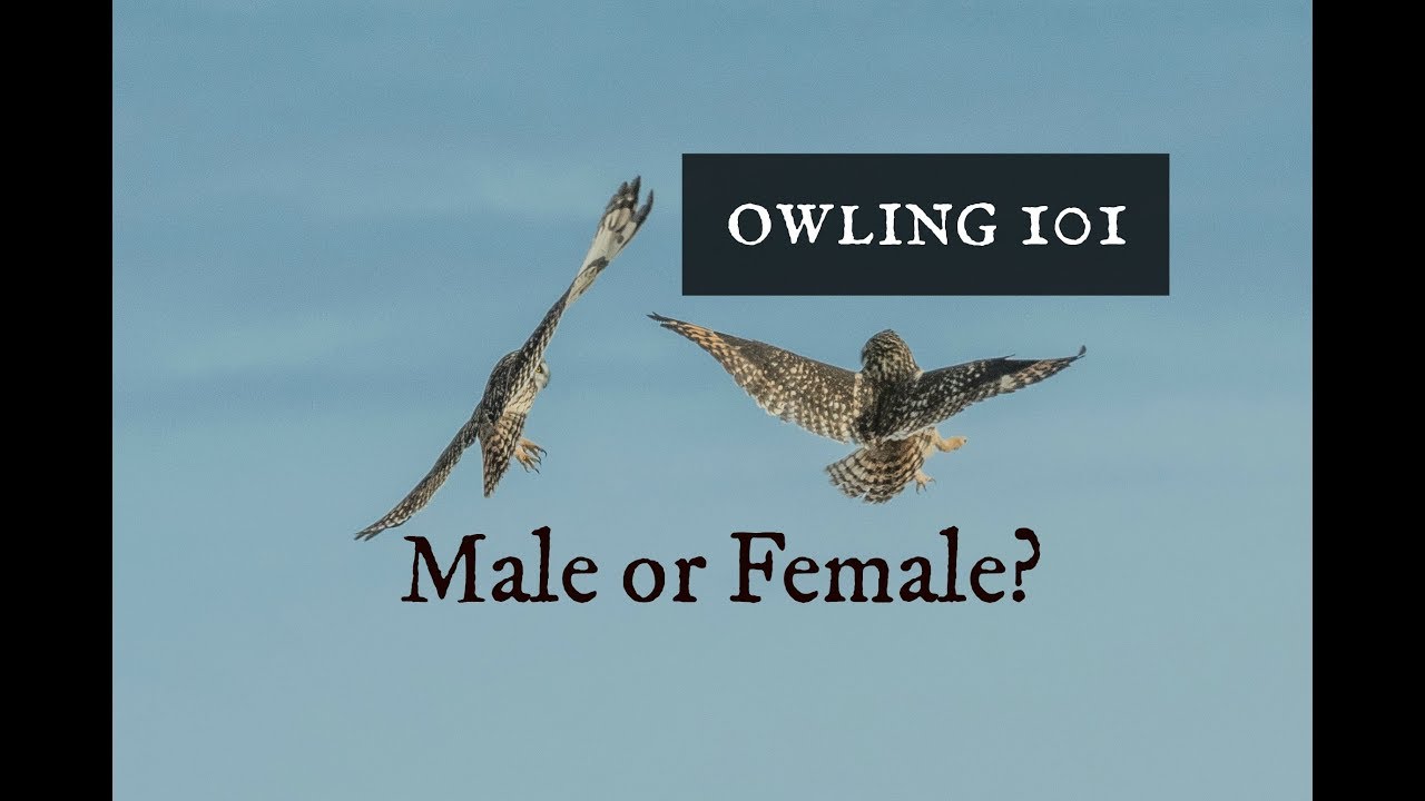 Owling 101: How do you tell if owls are male or female?