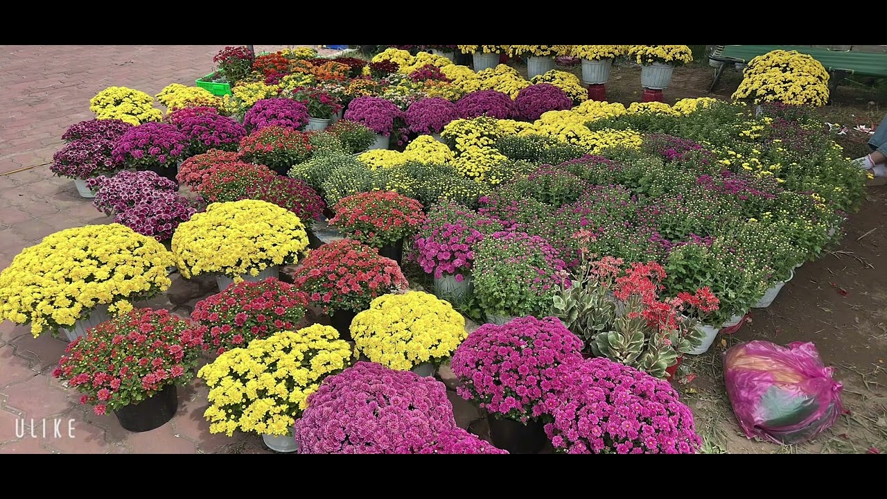 Ca khúc: Nàng Xuân Bính Ngọ. Thơ: Trung Tuấn