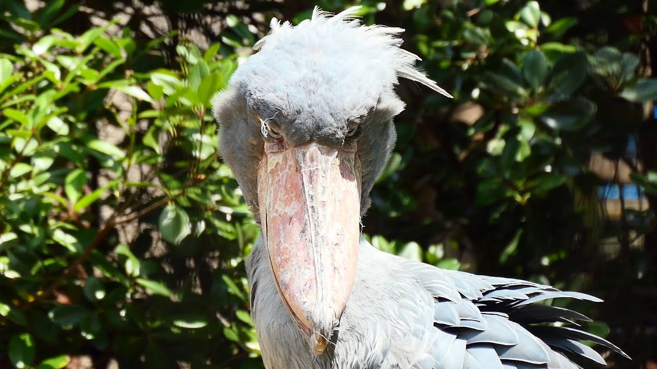 夏のハシビロコウ しずか／千葉市動物公園