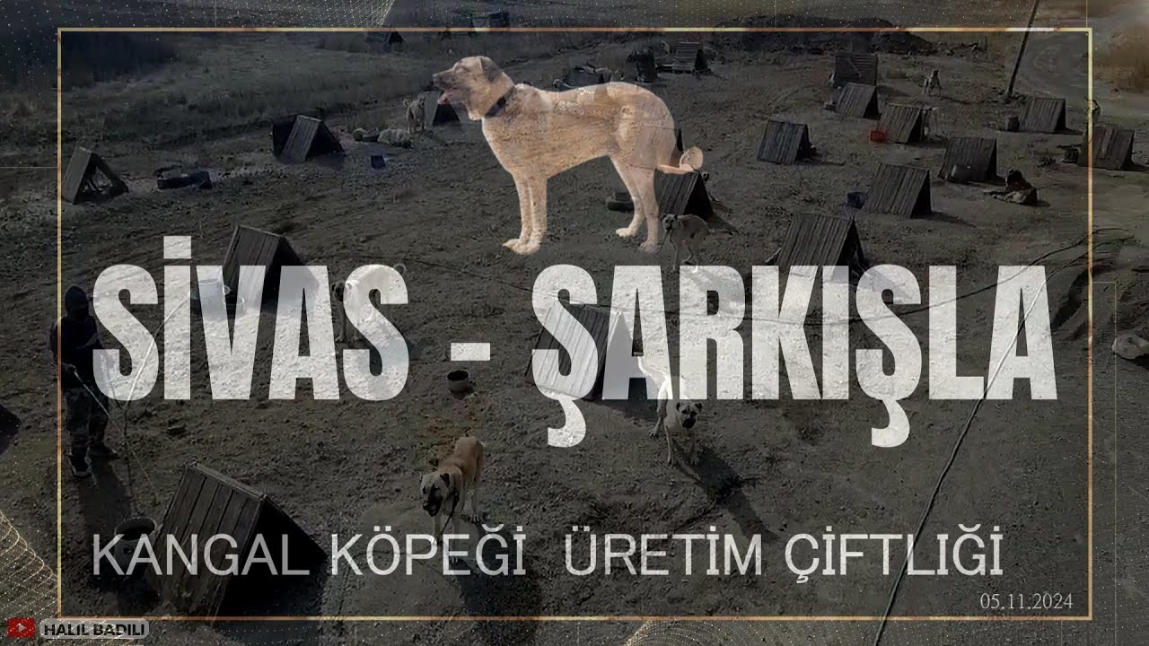SİVAS - ŞARKIŞLA
