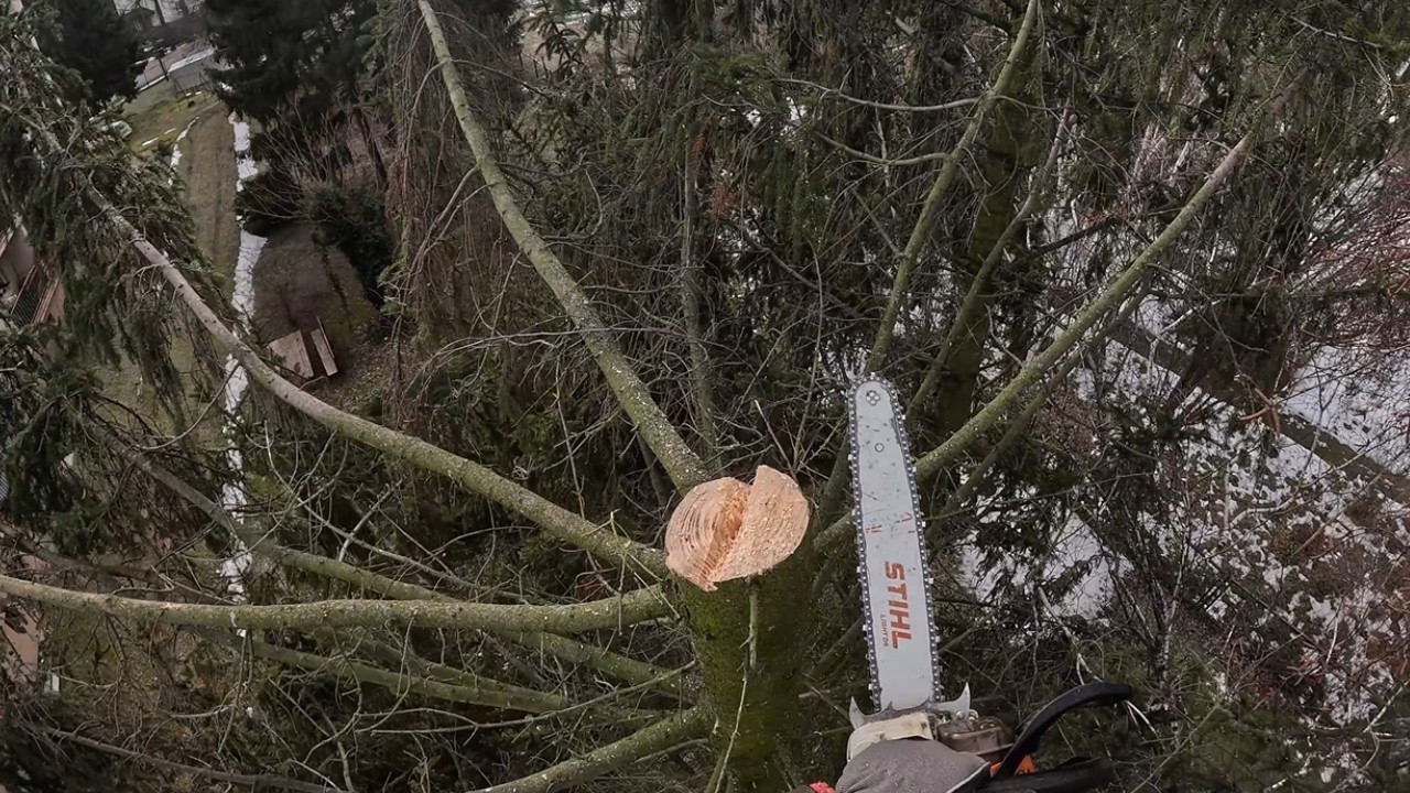 Pielęgnacja drzew na osiedlu mieszkaniowym: POV