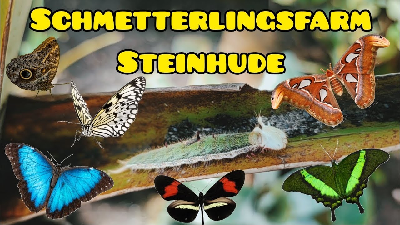 Schmetterlingsfarm Steinhude #zoo #butterfly #lovenature