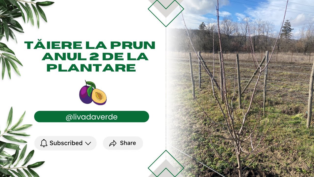 Tăiere la Prun - anul 2 de la plantare 🫐🌿