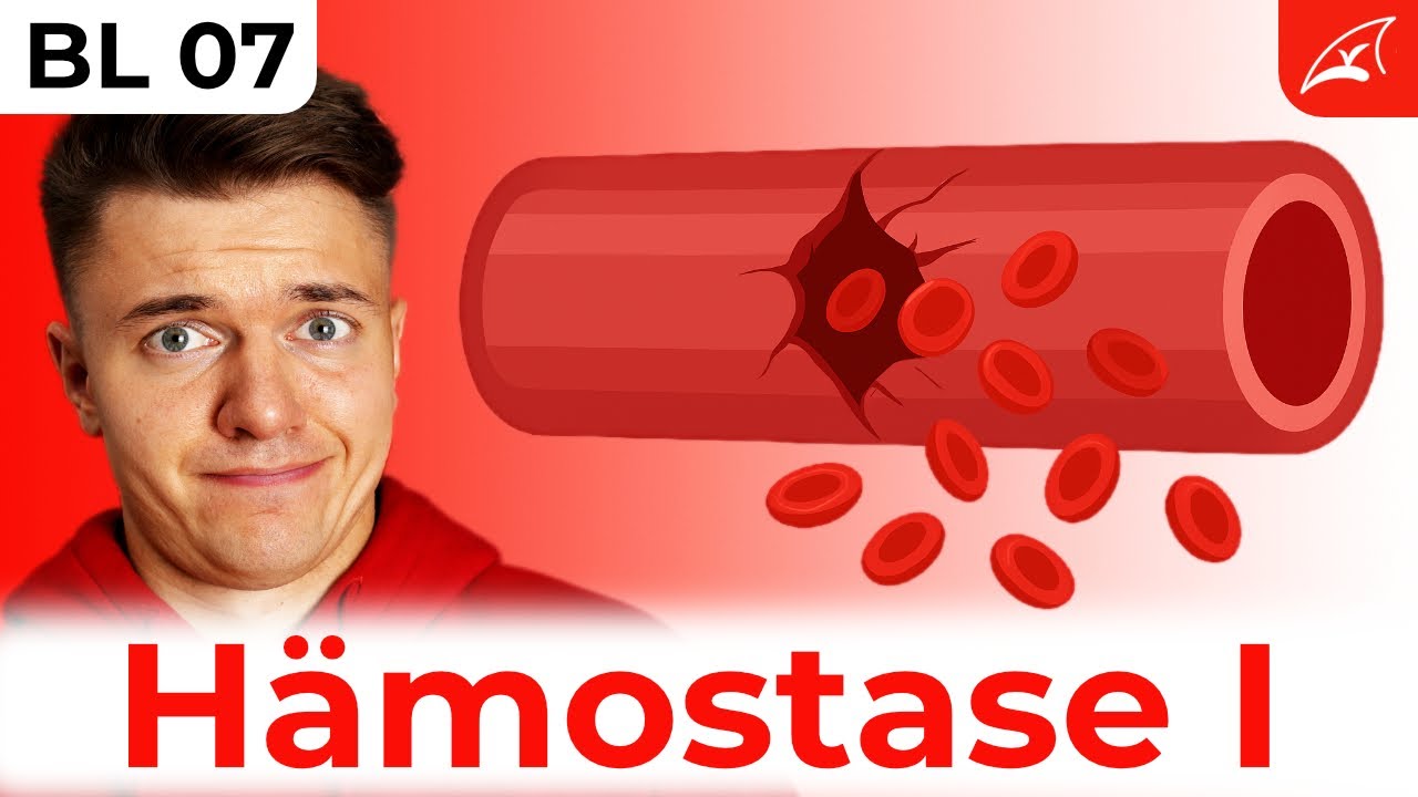 primäre Hämostase🩸 (Blutstillung) -  einfach erklärt! // Wie der Körper eine Blutung stoppt ...