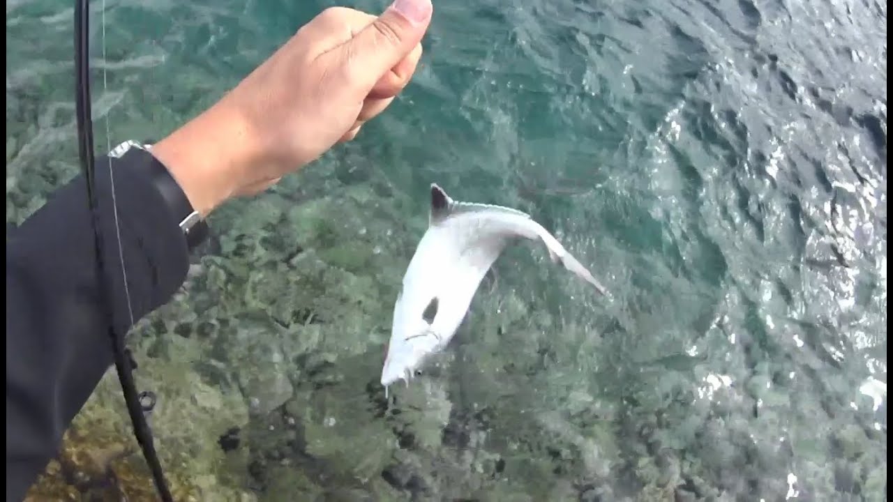 Ultra light spin s obale, tri male lice - UL shore spinning for small leerfish, Rogoznica, Croatia