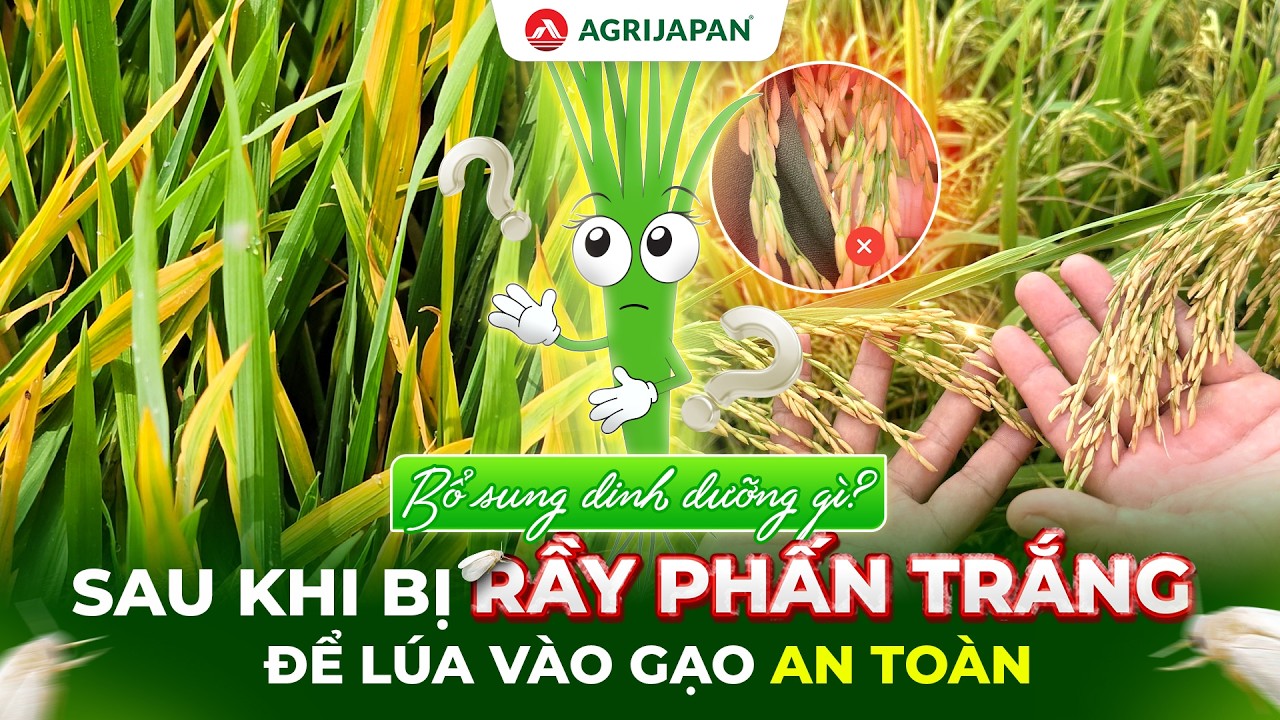 AgriJapan | Bổ Sung Dinh Dưỡng Gì Sau Khi Bị Rầy Phấn Trắng Để Lúa Vào Gạo An Toàn?