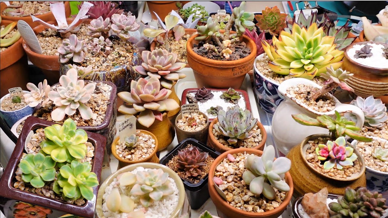 Succulent Propagation Tips for LEAVES & CUTTINGS