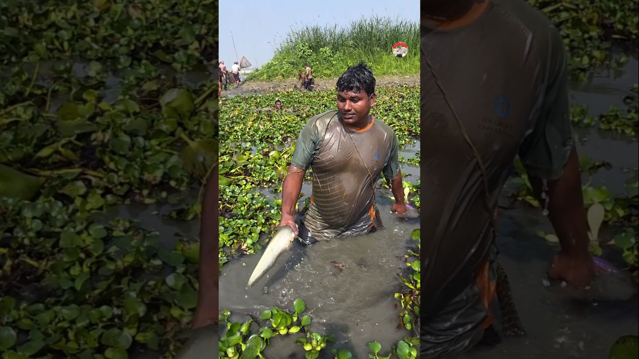 বোয়াল মাছ ধরেছেন ডুব দিয়ে 