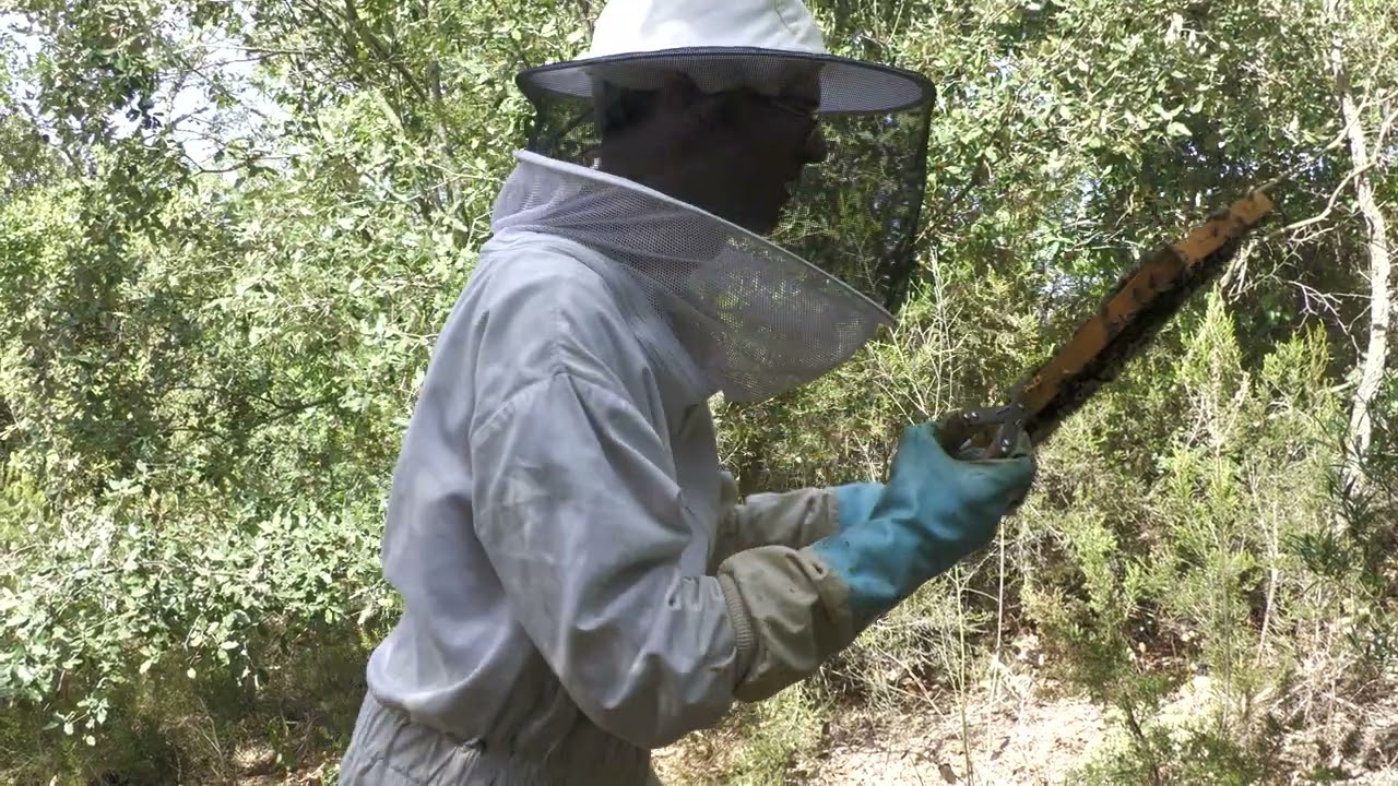Visite d'une colonie d'abeilles noires, recherche cadre à mâles et observation de la reine