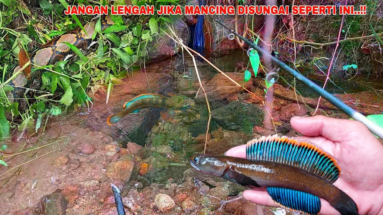 MENGERIKAN..!! Hati Hati Kalo Mancing Ikan Channa Limbata Disungai Seperti Ini