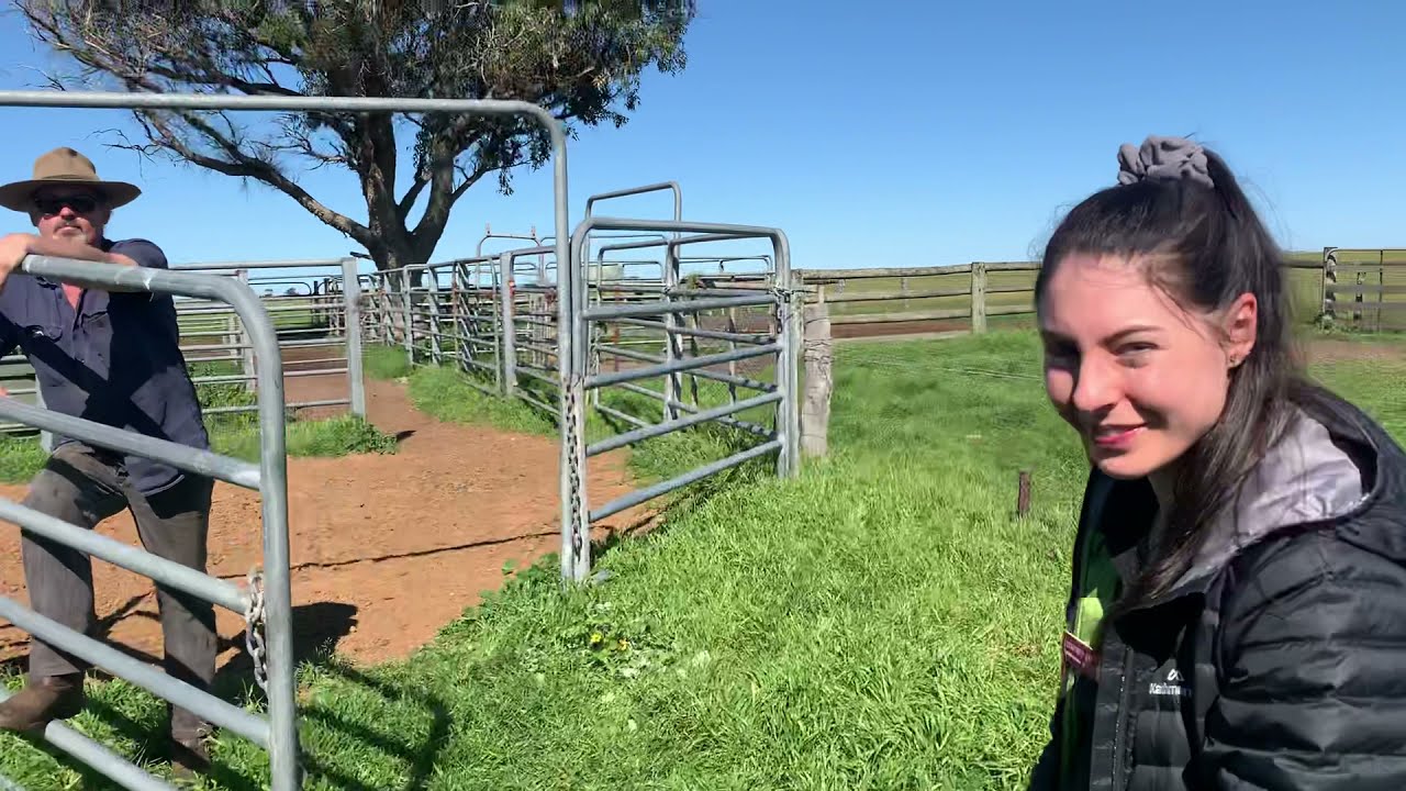 Teaching the Next Generation of Vets to Fertility Test Bulls