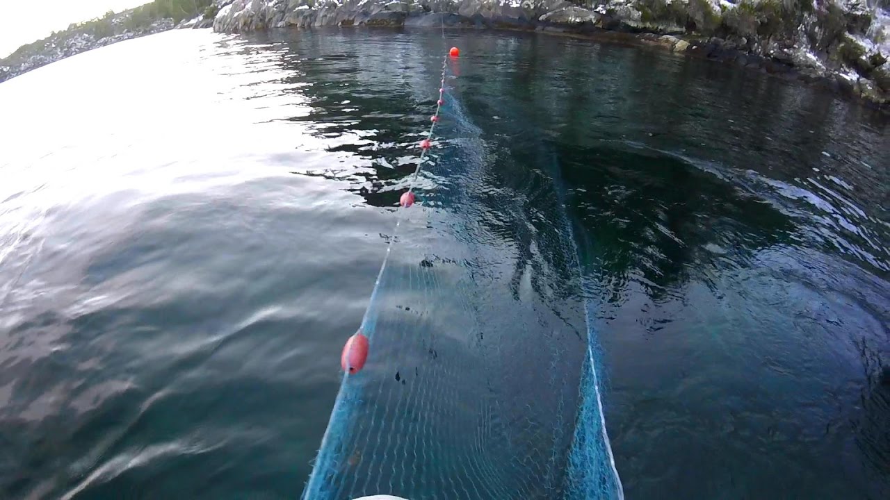 Vi setter sildegarn i Navøyvågen, Austevoll