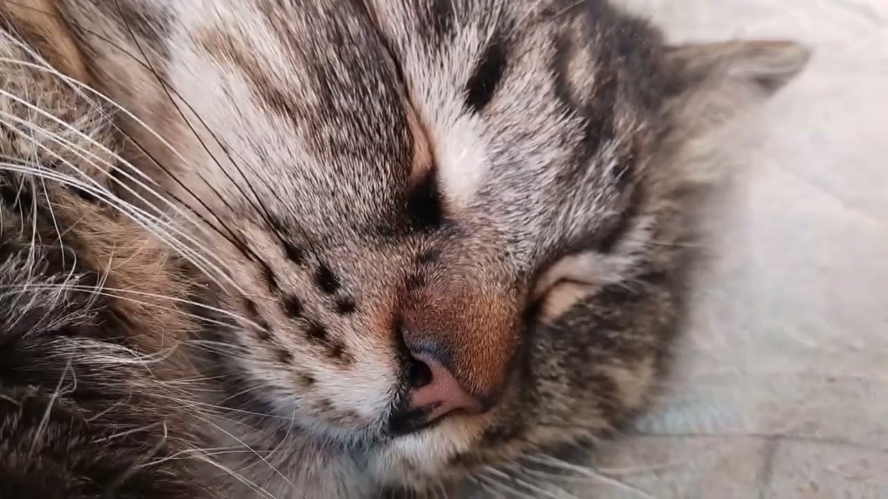 Разбудили Его величество🥰🥰🥰