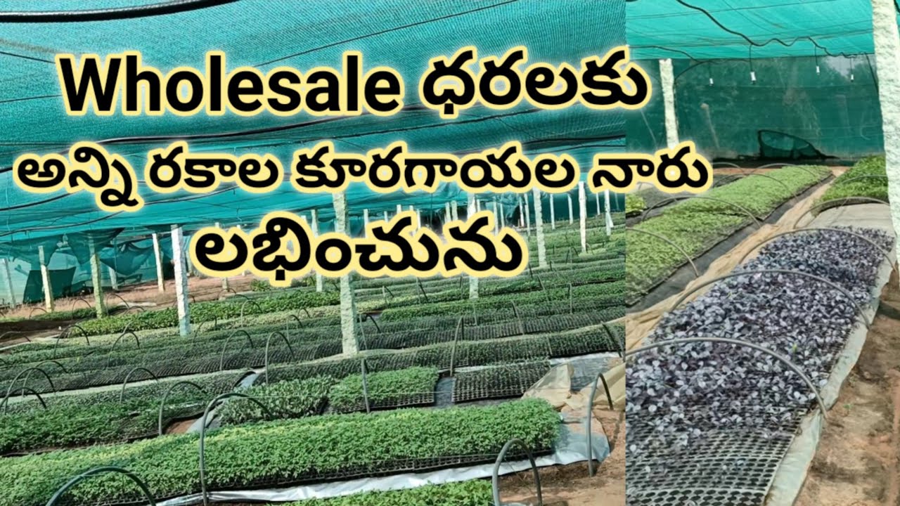Wholesale nursery in Hyderabad || 1rupee starting price | Kuragayala naaru