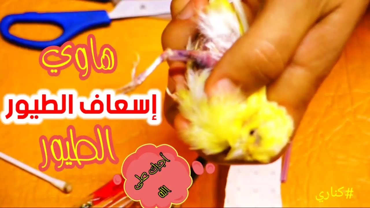كيف تتعامل مع الكسر عند طيور الزينة
