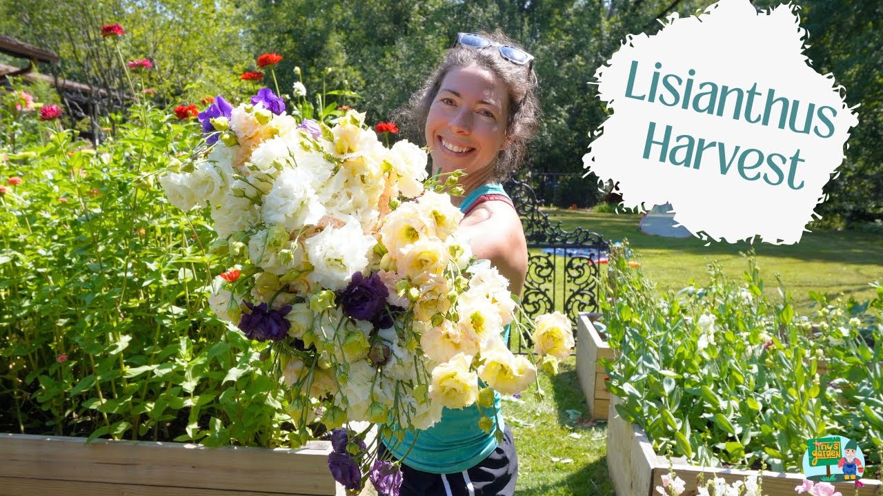 My Largest Lisianthus Harvest!!! A Home Gardener's Cut Flower Garden in Zone 5B! You Can Do It Too!