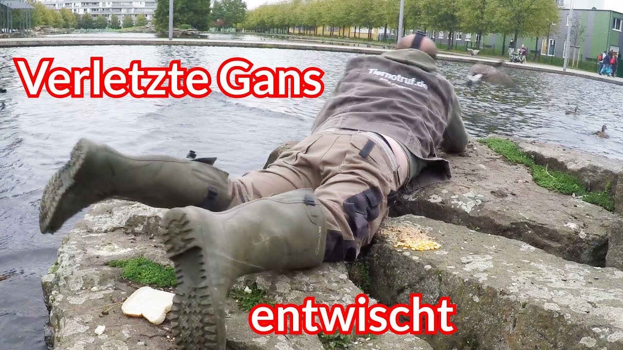 Verletzte Gans entwischt - Tiernotruf #118