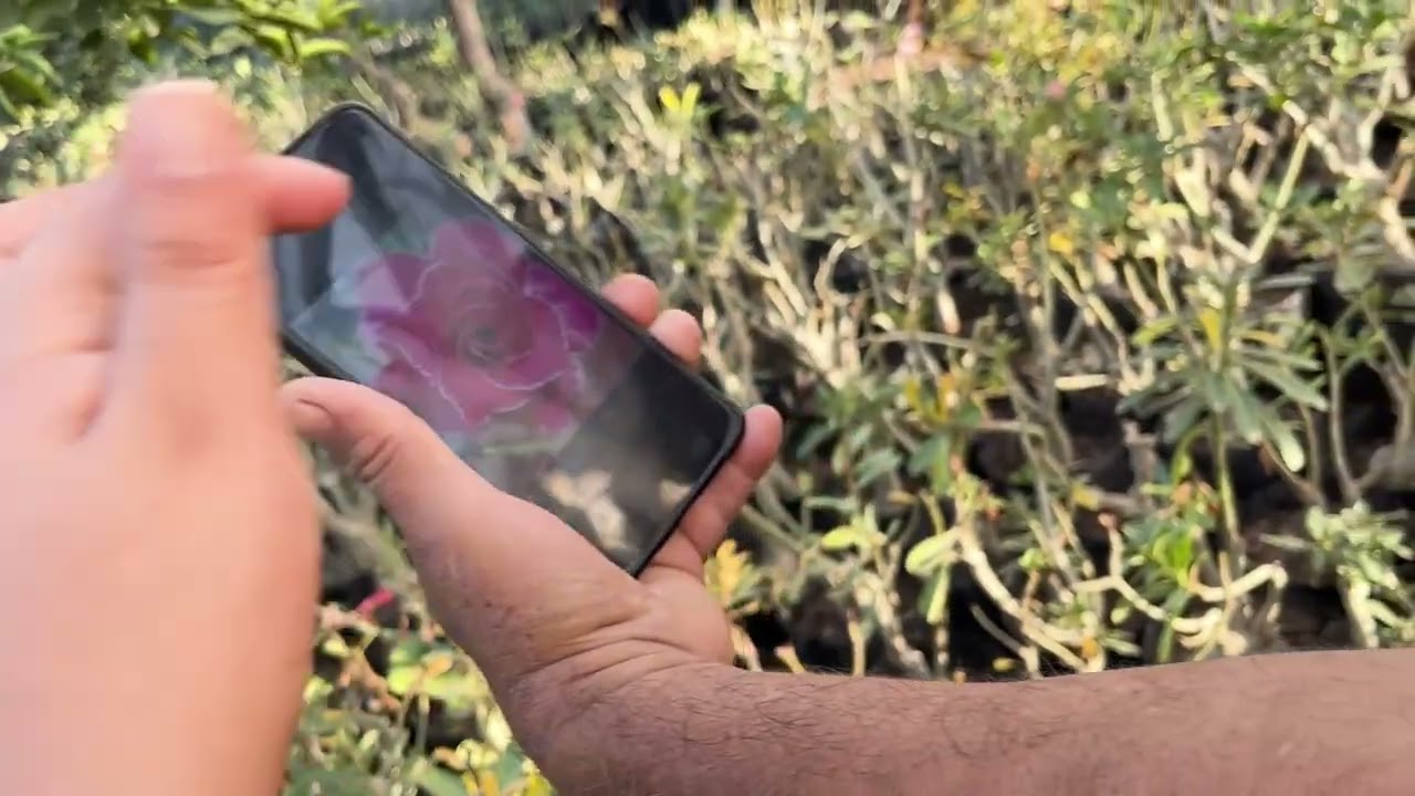 Vivero de flor del desierto