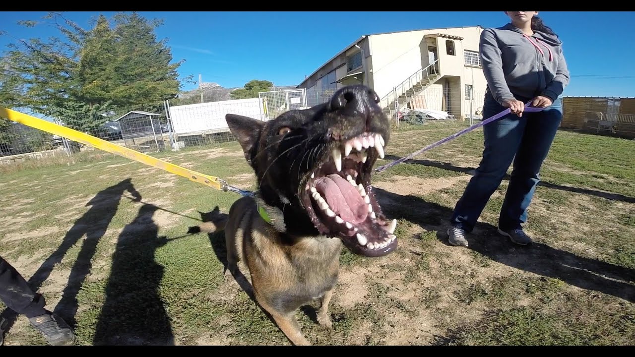 BERGER MALINOIS AGRESSIF