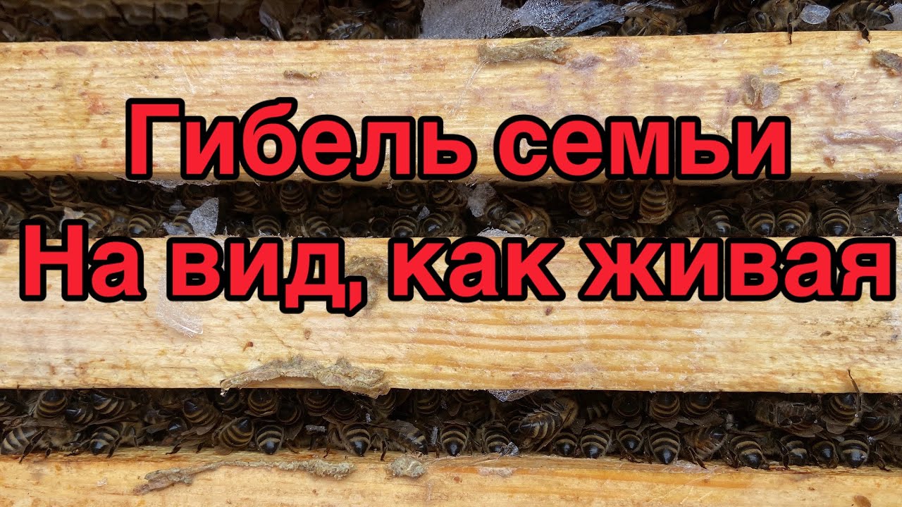 Обзор зимовки пасеки и гибель семей…
