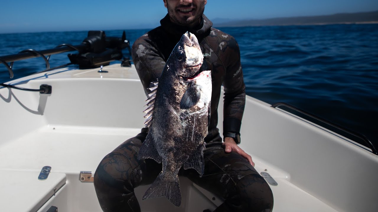 Spearfishing Shallow Reefs off Buffalo Bay | Sharks, Knifejaw