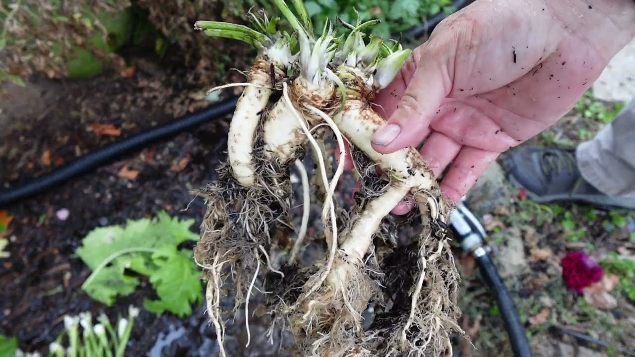Aquaponics Horseradish!? Yes, it's true!