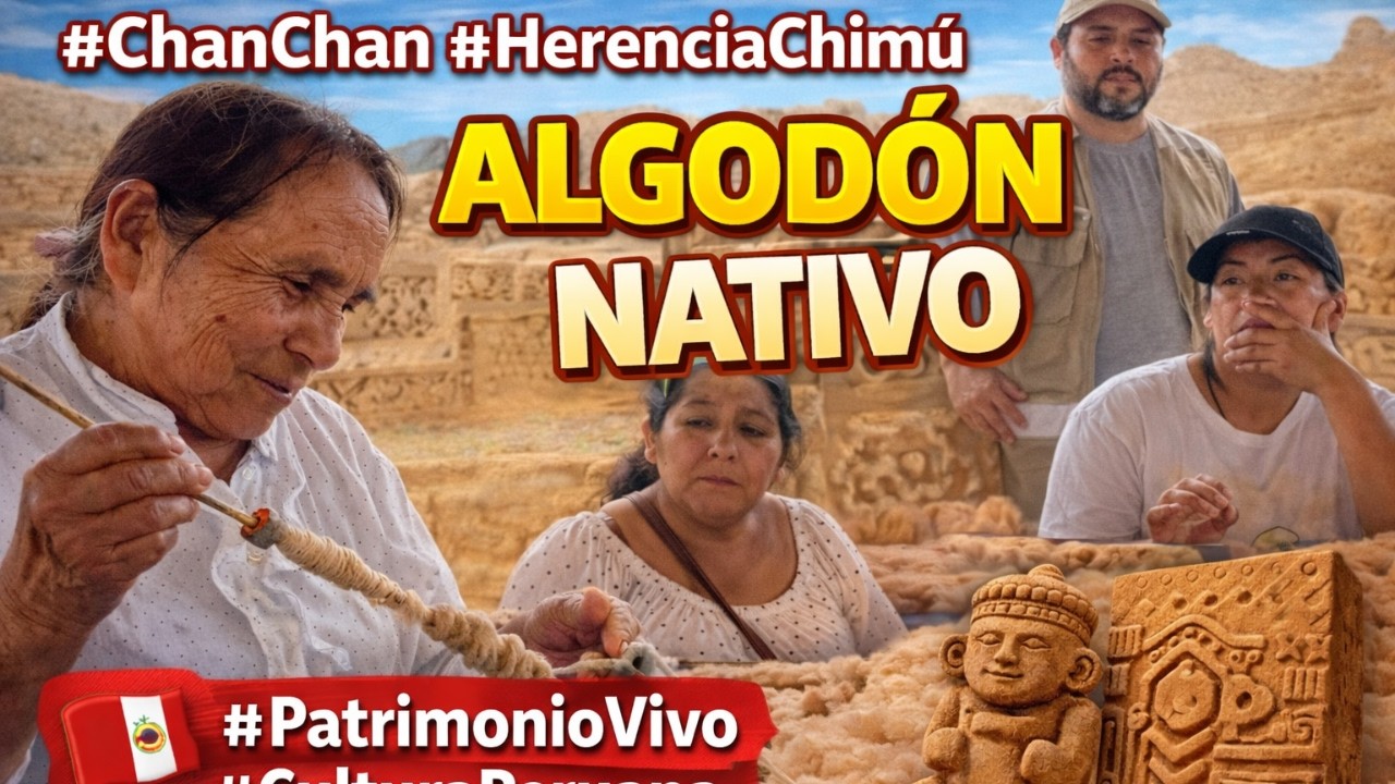 Tradición que florece: El algodón nativo renace en #chanchan